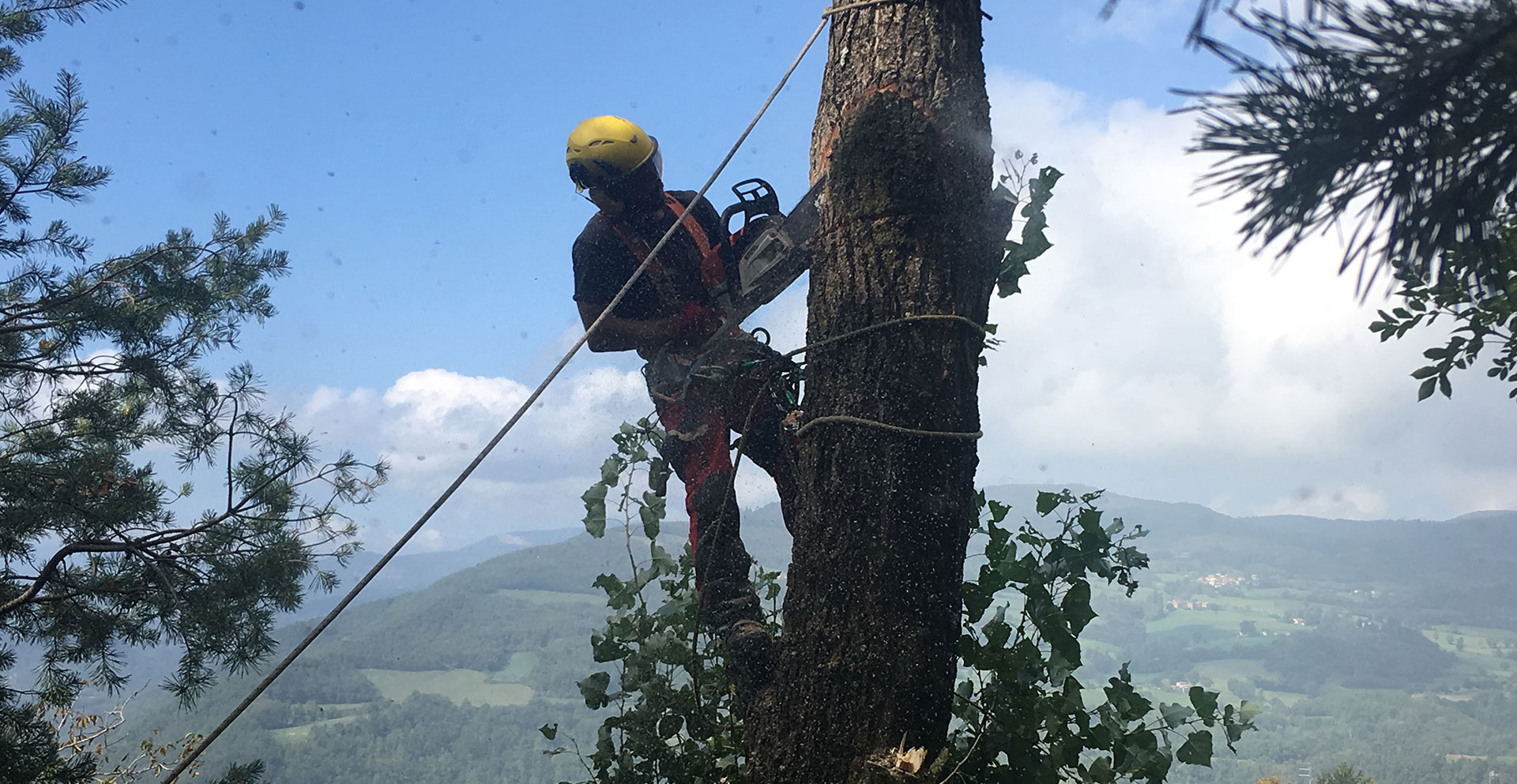 Arboricoltura, potatura e cura del Verde - Arboris.pro